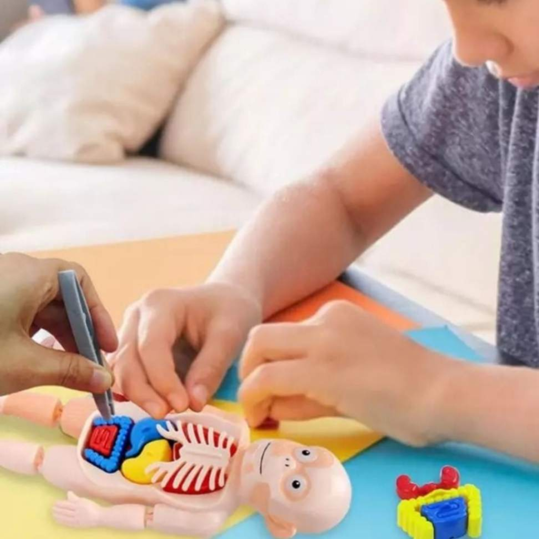 Boneco Corpo Humano 3D Educativo