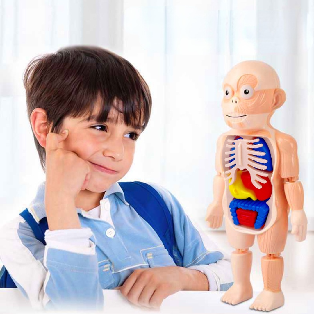 Boneco Corpo Humano 3D Educativo